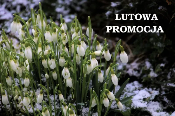 Lutowa promocja okien i drzwi Vetrex