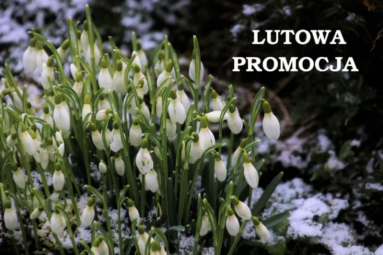 Lutowa promocja okien i drzwi Vetrex